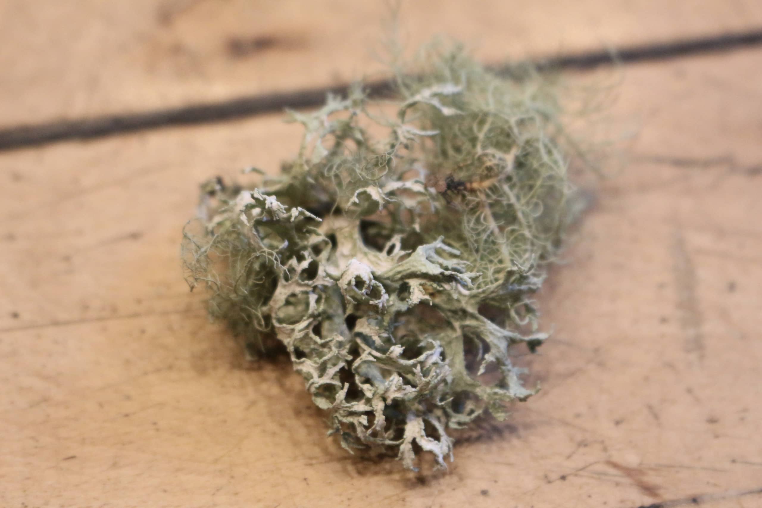 Lichen brought by a participant